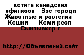 котята канадских сфинксов - Все города Животные и растения » Кошки   . Коми респ.,Сыктывкар г.